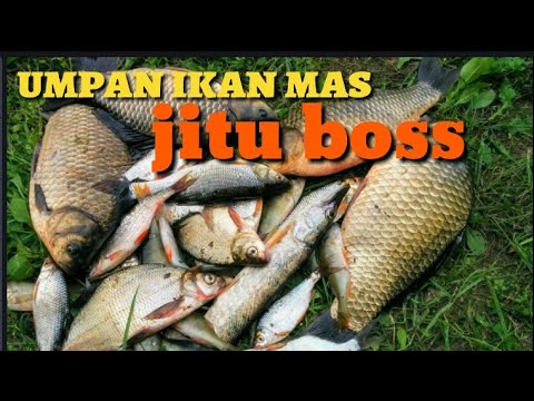 Umpan ikan mas babon