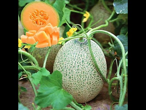 Video: Hvorfor kaldes cantaloupe cantaloupe?