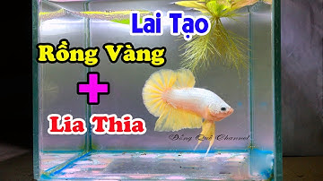 Thử Lai Tạo Cá Betta RỒNG VÀNG Và CÁ LIA THIA ĐỒNG┃Đồng Quê Channel