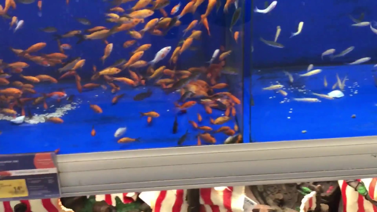 Dead Fish at PetSmart!! **not clickbait 