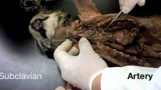 Smiths Anatomy Cat circulation Smiths Anatomy Cat circulation
