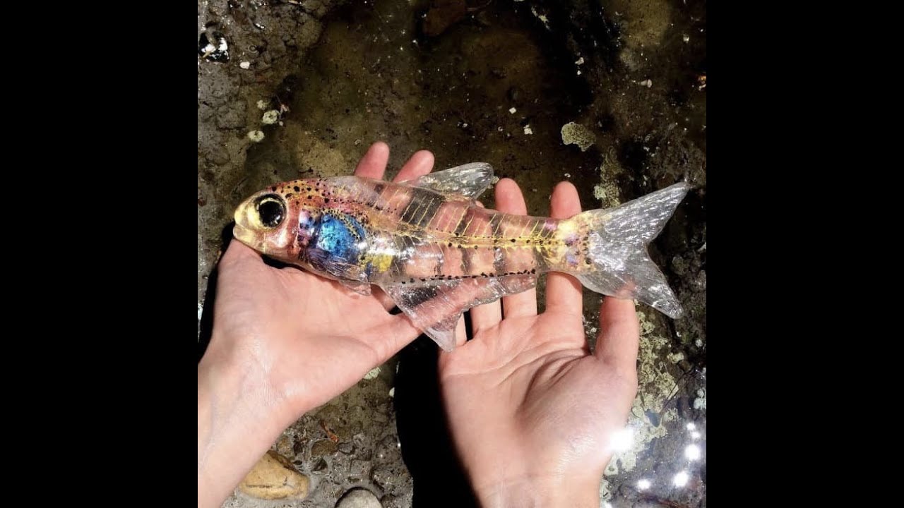 colour changing transparent fish! Rang badalne wali machli!