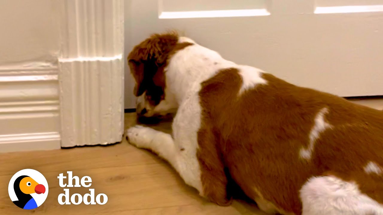 Socially Awkward Dog Waits Two Weeks To Meet His New Best Friend | The Dodo Odd Couples