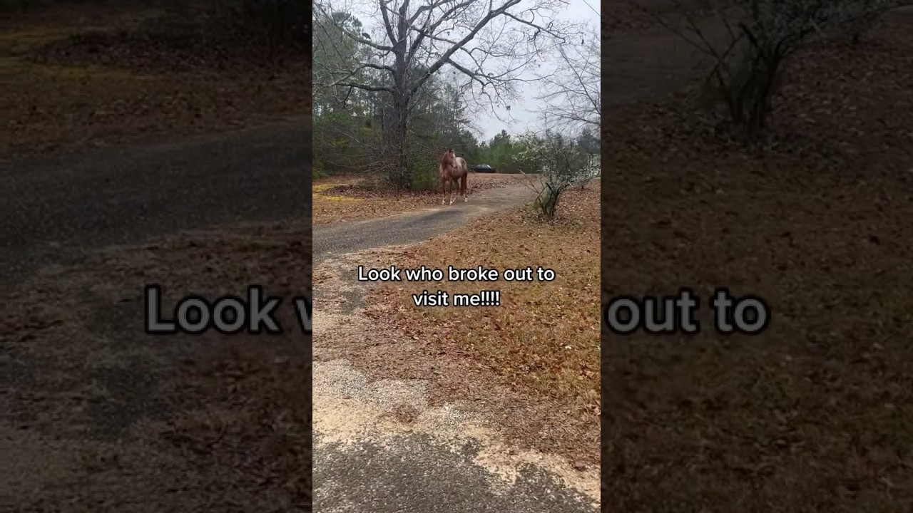 My neighbors horse came to visit 