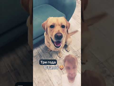 Как это мило😊😍#собака#животные #природа #воваболотин #рекомендации #shorts