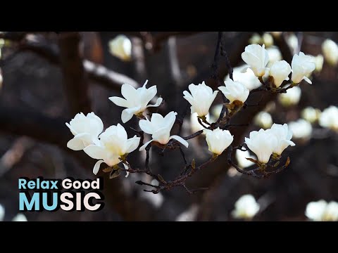 Видео: Relaxing and Stress Relief Piano Music for Deep Sleep. Lovely Piano Music