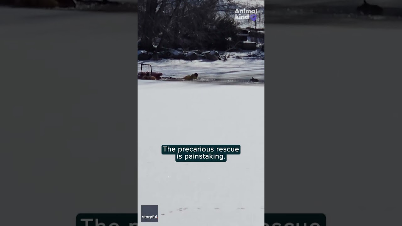 Rescue team saves dog in danger from icy fate | Humankind 
