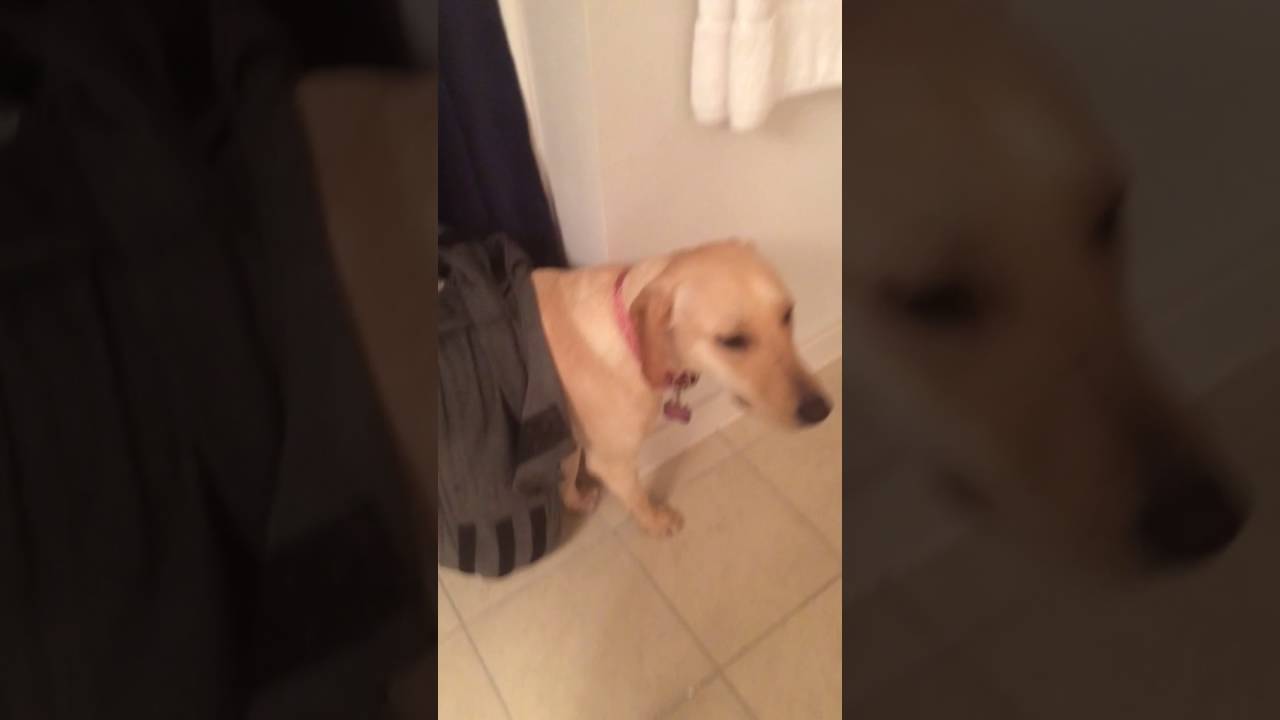 thundershirt youtube