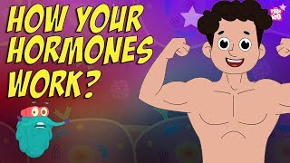 How Your Hormones Work? | HORMONES | Endocrine System | Dr Binocs Show | Peekaboo Kidz