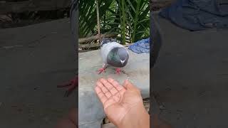 amazing pigeon #youtubeshorts #shortvideo