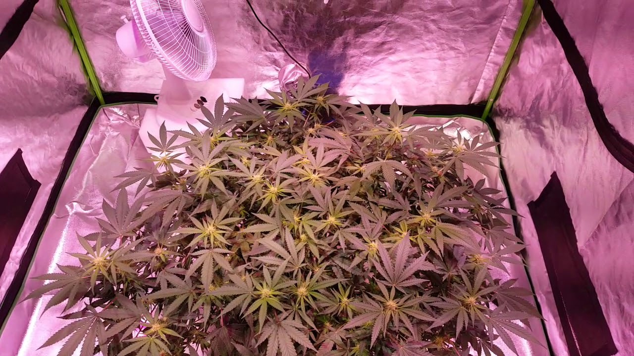 Led coco coir grow crown royale v2 day 15 flower