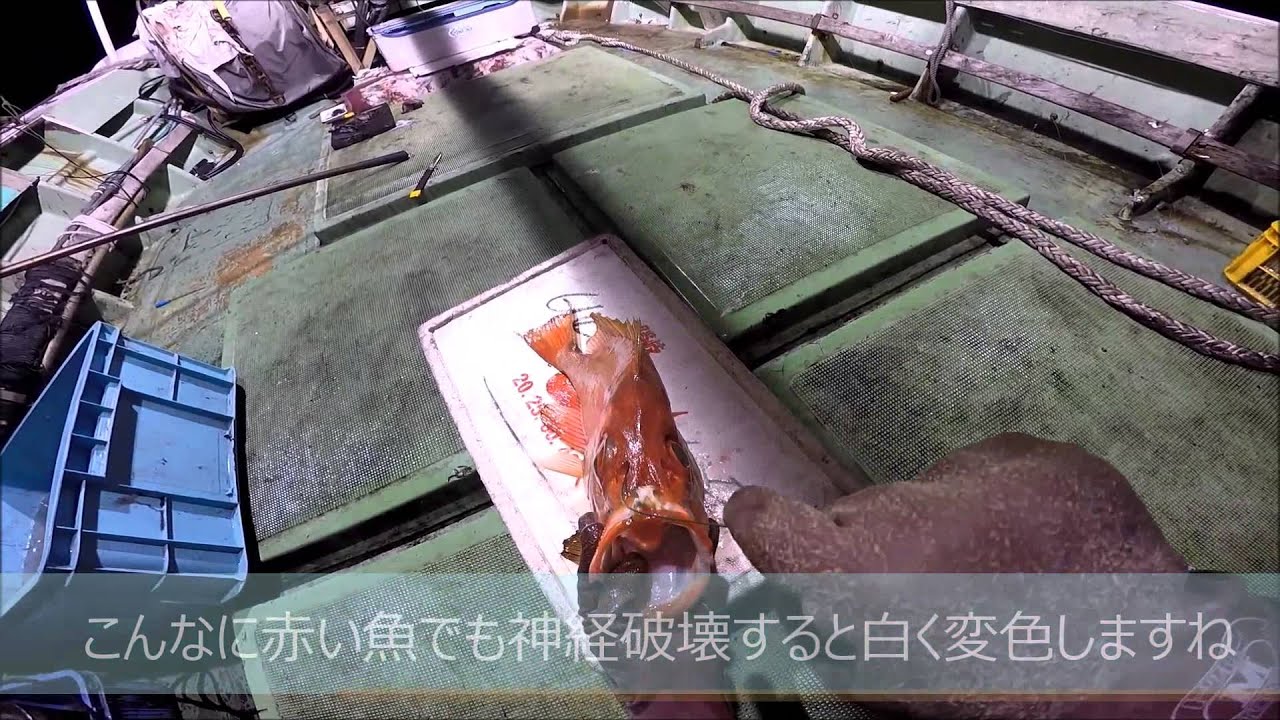 高級魚チカメキントキ の市場価格 料理方法 釣り方 さばき方を解説 釣りラボマガジン 高級魚チカメキントキ の市場価格 料理方法 釣り方 さばき方を解説 釣りラボマガジン
