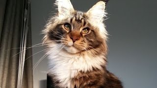 FUNNY & CUTE MAINE COON CATS IN TIKTOK  | ctto