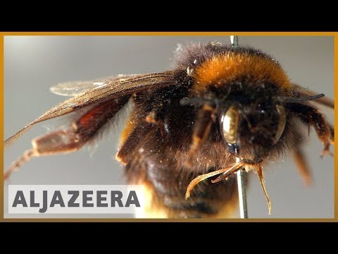 ? EU votes for a permanent ban on bee-harming pesticides | Al Jazeera English