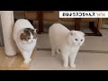 スコちゃんズが朝の挨拶に来ました!【スコティッシュフォールド】