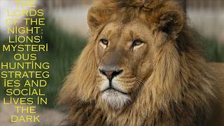 The Lords of the Night: Lions' Mysterious Hunting Strategies and Social Lives in the Dark