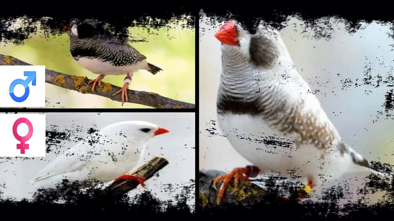 Zebra finch cross breeding Info(100 True) YouTube