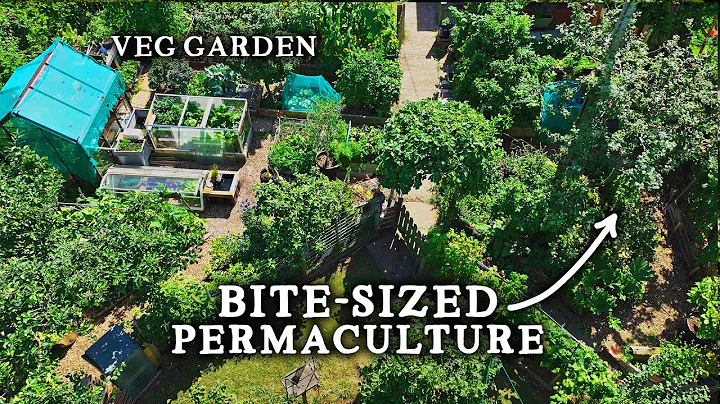 Stunning TINY Permaculture Backyard Kitchen Garden (With 30 Fruit Trees!) - DayDayNews