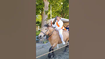 ?? Ringrijden Grijpskerke ????  Nederland @TravelwithHugoF  #ringrijden #horses #grijpskerke