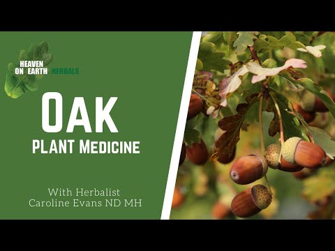 Video: Common Oak - Description, Application And Benefits Of Oak. Oak Recipes