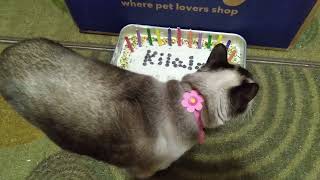 Kilala's 12th Birthday! by Kilala Marie Noel 17,579 views 1 year ago 45 seconds