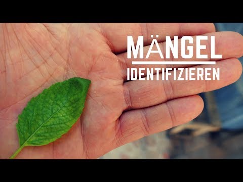 Video: Mangel An Spurenelementen In Pflanzen - Wie Damit Umgehen?