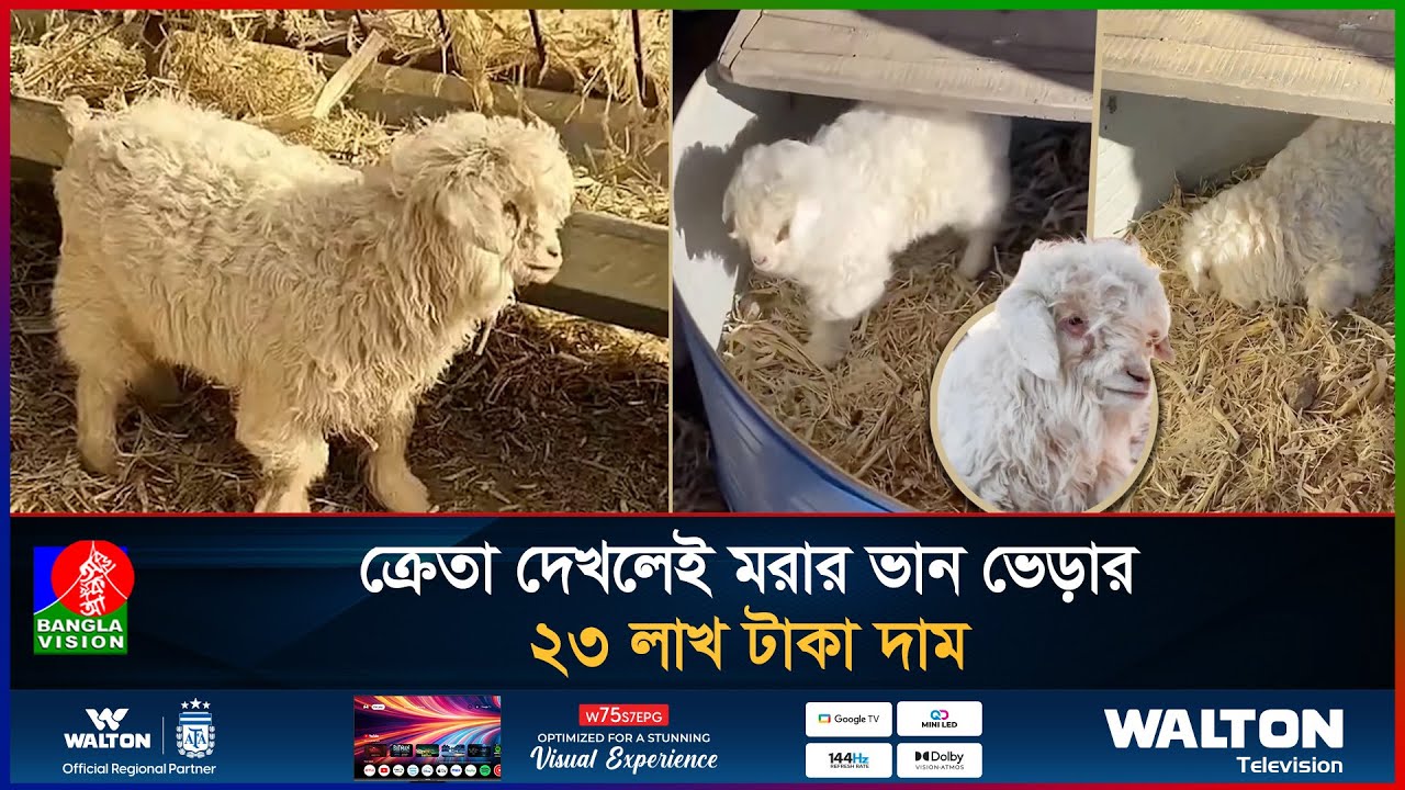 ক্রেতা দেখলে মরার ভান ভেড়ার, অভিনয়ে হার মানাল মানুষকেও