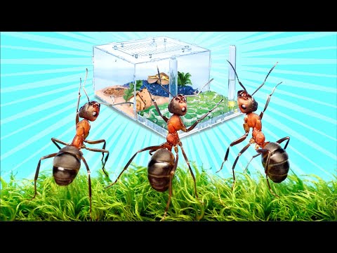 مزرعة نمل بتصميم بحري | اصنعه بنفسك | ما الذي يفعله النمل عندما لا يراهم أي أحد؟