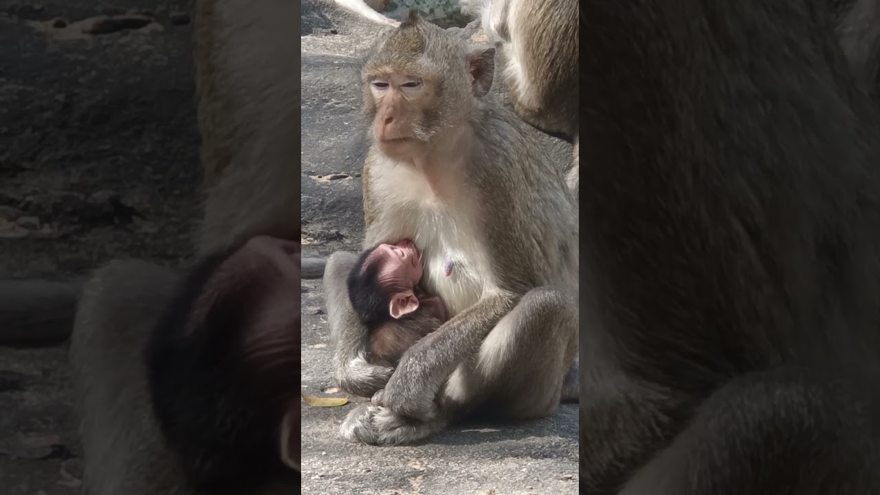 Adorable nice a cute newly baby monkey