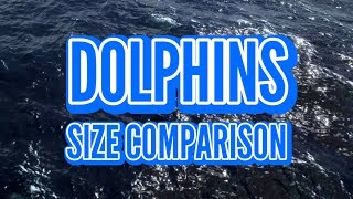 Dolphins size comparison