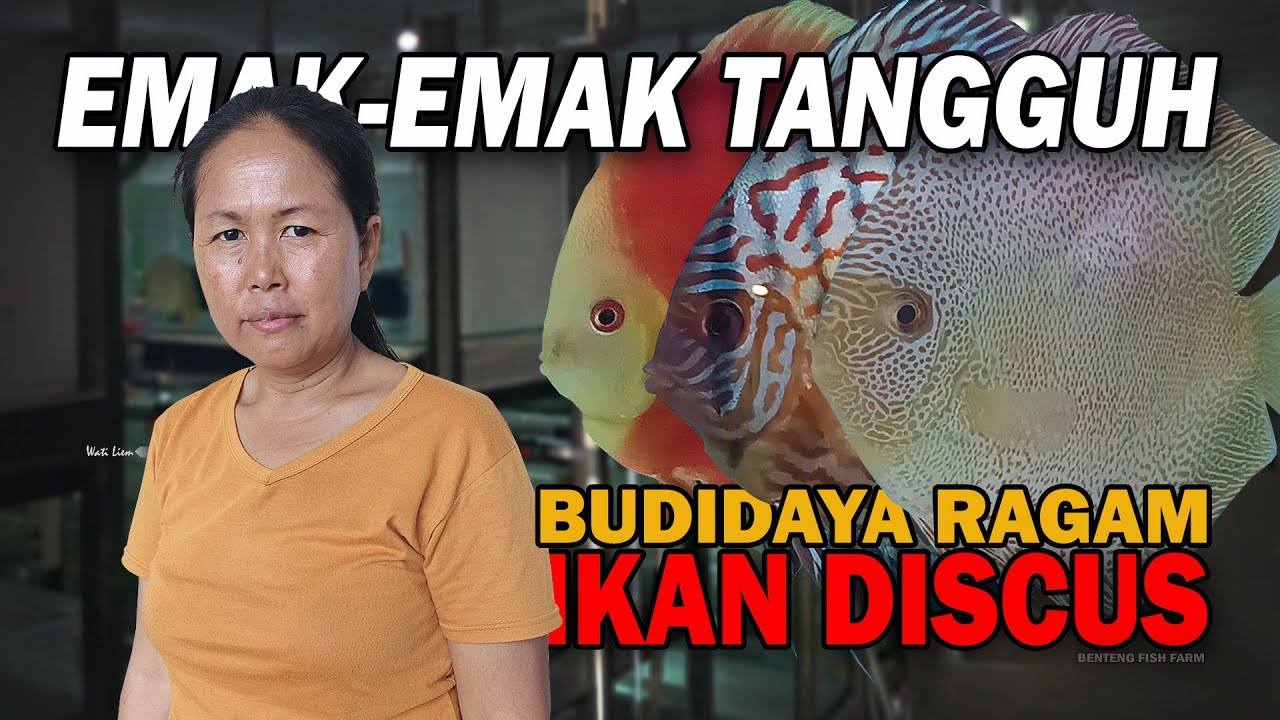 PERNAH RUGI BESAR HINGGA GADAI CINCIN KAWIN, MAK-MAK INI SUKSES BUDIDAYA DISCUS | BENTENG FISH FARM