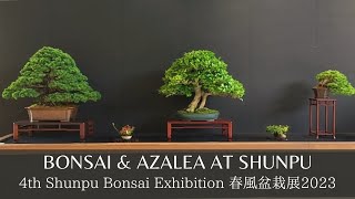 Bonsai and Azalea at 4th Shunpu Exhibition 2023 第4回春風盆栽展