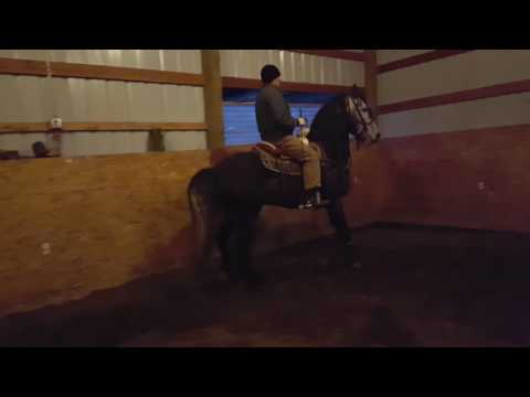 Friesian andalusian cross