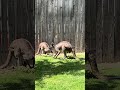 Western Gray Kangaroos - Cincinnati Zoo #cincinnatizoo #kangaroo #australia #shortsfeed #shorts