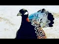 Kala teetar ki awaaz #blackfrancolin #teetarvoice 