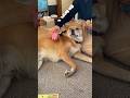 主の遊びに付き合わされる犬（雑種犬） #雑種犬 #犬 #犬のいる暮らし