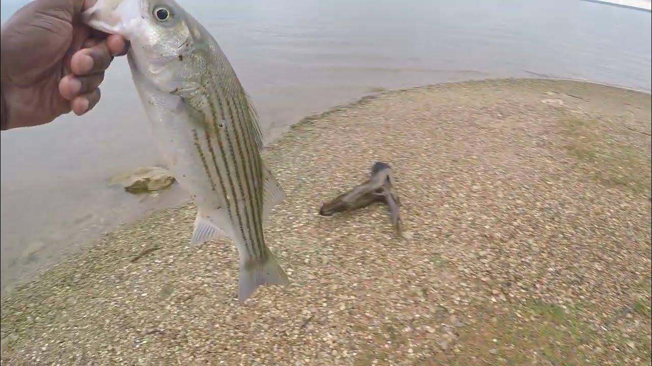 Lake Whitney Striper Fishing Is On Fire YouTube