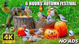 Get Up Close and Personal with Autumn Birds, Chipmunks, and Squirrels 🐦🐿️Cats Watch 6 Hours(4K HDR)
