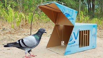 How To Create Easy Trap Using Vital Cardboard Box And Woods