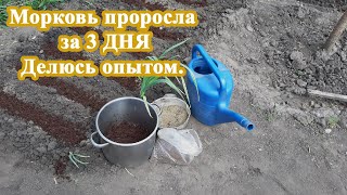 Сделайте ТАК и МОРКОВЬ взойдет ЗА 3 ДНЯ. Рассказываю свой способ подкормку и как посадить.