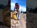 Traditional Potato Harvesting Process: Packing Spuds in the Field