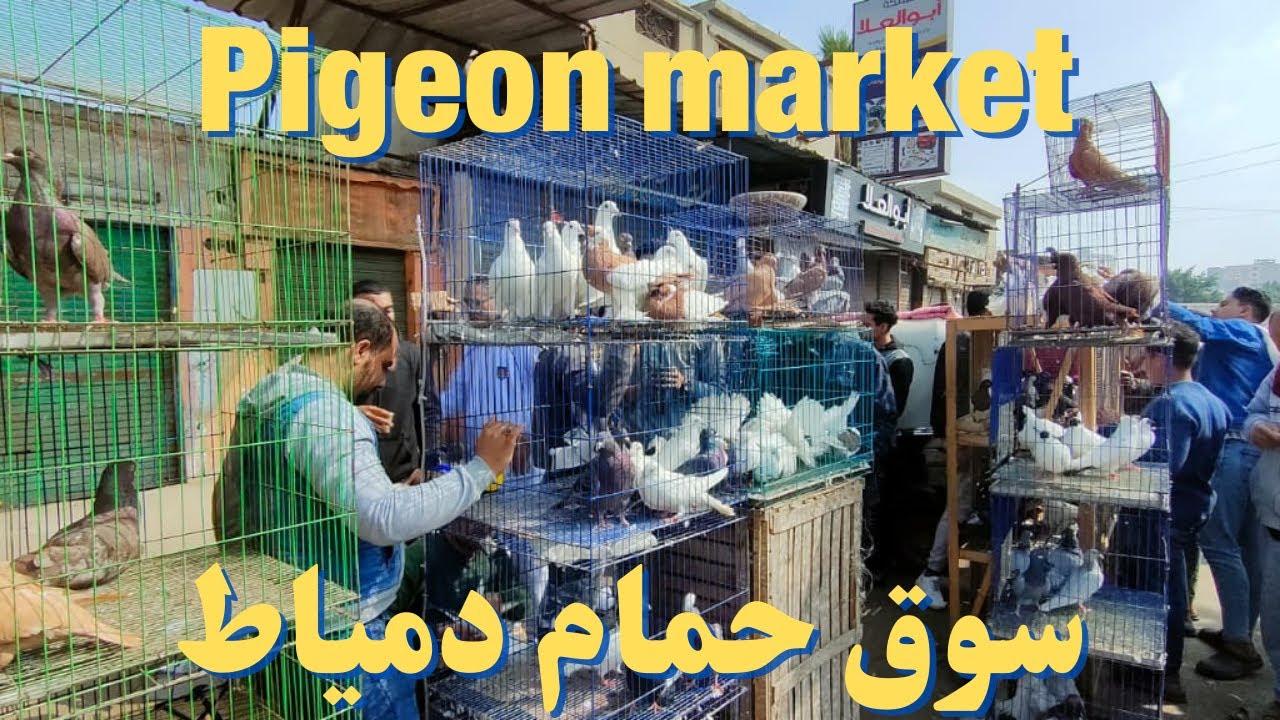 سوق الحمام انهارده فى دمياط بالاسعار حمام جامد pigeon market