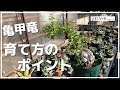 亀甲竜の超簡単な育て方を紹介【冬型塊根植物/多肉植物/コーデックス】