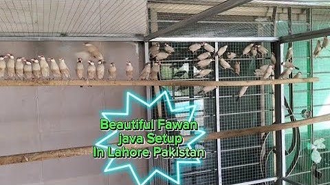 Fawn Java Setup || Visited in Lahore Pakistan