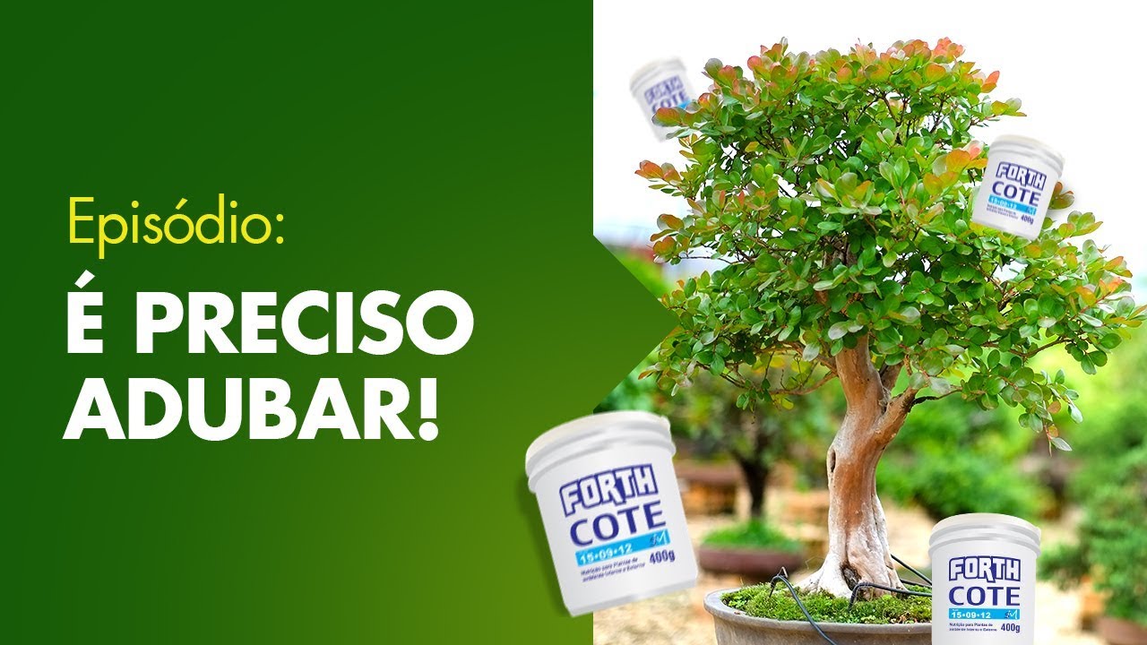 Como adubar um Bonsai?