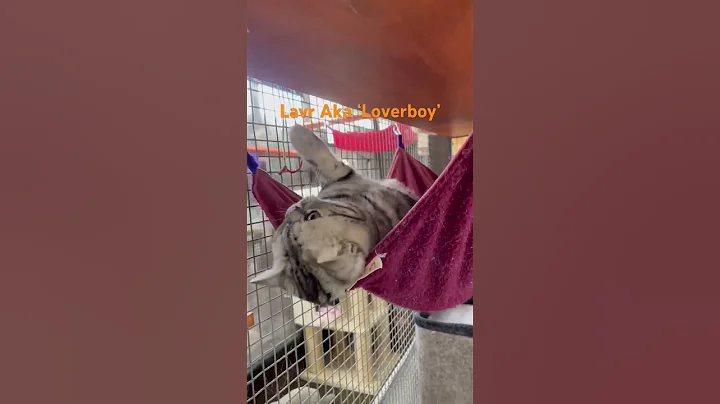 Watch the video about Lavr Black silver tabby (Imported Russia) British shorthair #bsh #belantinebritish