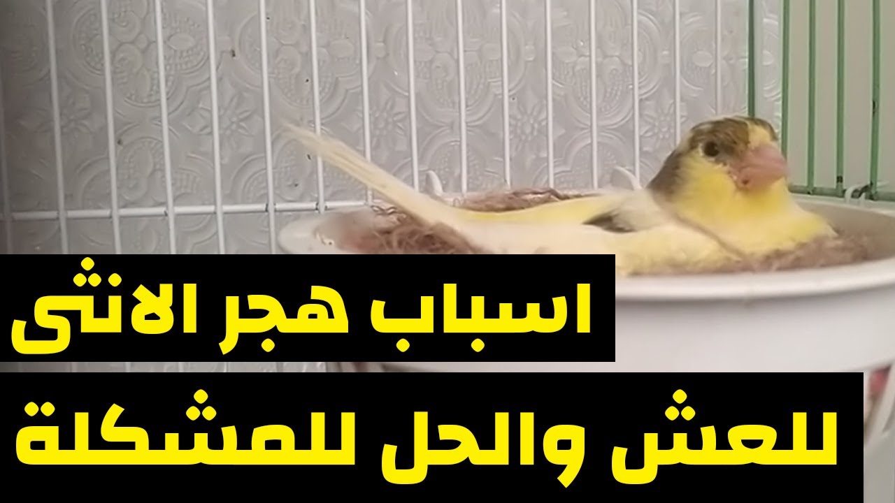 انثى الكناري لا تحضن البيض ؟ ما هي الاسباب و الحلول