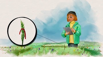 Why to engage in organic breeding?