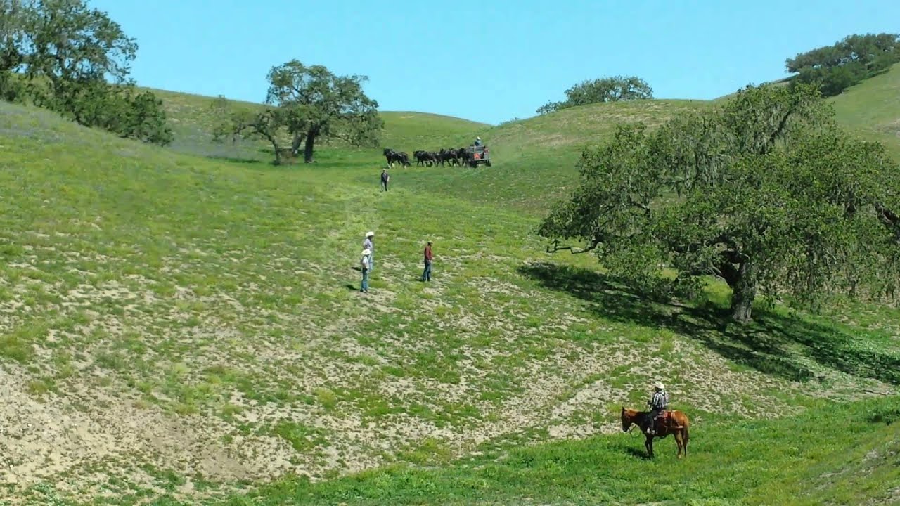 Draft horse run away , 8 up done right YouTube