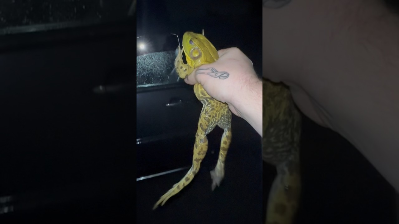 Catching Monster American Bull Frog on side of Road 🐸😱 